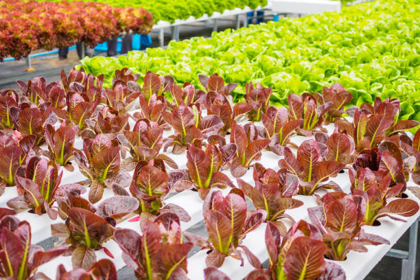 świeże organiczne czerwone liście sałaty sałatka roślin w hydroponiki warzyw systemu gospodarstwa - field vertical agriculture crop zdjęcia i obrazy z banku zdjęć