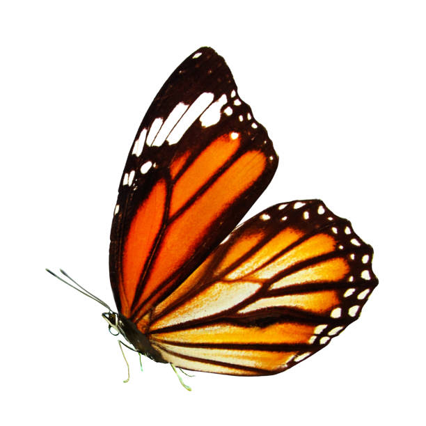 istock beautiful monarch butterfly with wings and paws. isolated on white background 1129019863