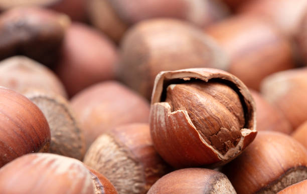 24.800+ Fındık Ağacı Stok Fotoğrafları, Resimler ve Royalty-Free Görseller - iStock