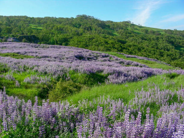 istock Spring Lupine Bloom in Redwood National park 1129020037