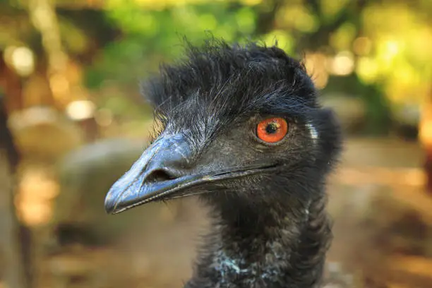 Emu strauss Australia