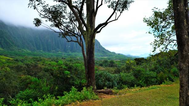 istock Ho'omaluhia Botanical Park, Kaneohe, Oahu, HI 1129022019