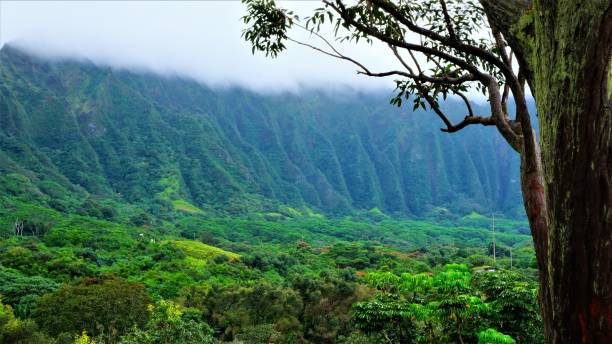 istock Ho'omaluhia Botanical Park, Kaneohe, Oahu, HI 1129022031