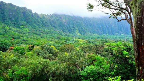 istock Ho'omaluhia Botanical Park, Kaneohe, Oahu, HI 1129022036