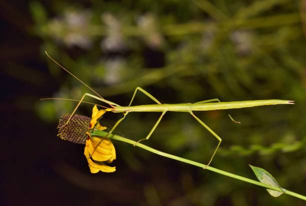 istock Stick insect walking along a Cone flower stem. 1129023087