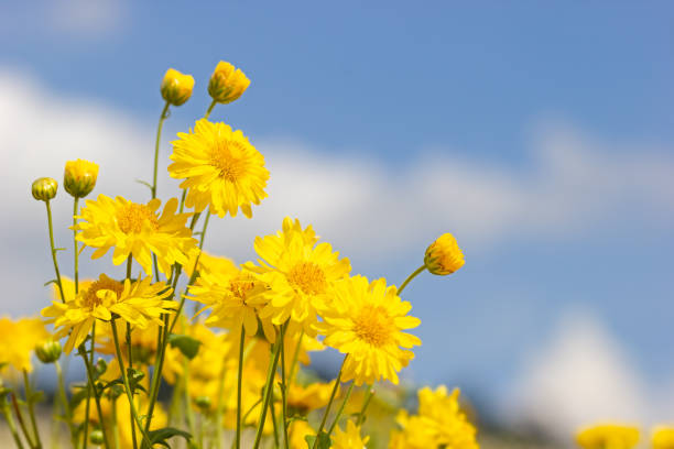istock Yellow chrysanthemum field in the white clouds and blue sky background. 1129026282