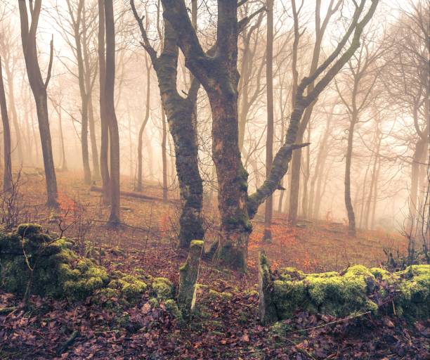 istock Woodland by the River. 1129026965
