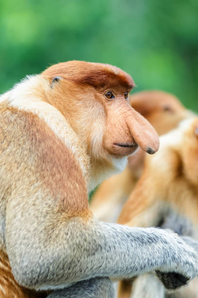 口吻モンキーまたは nasalis larvatus - monkey proboscis monkey malaysia island of borneo ストックフォトと画像