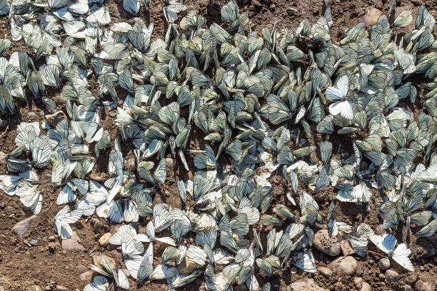 grande stormo di aporia crataegi la famiglia bianca dalle venature nere pieridae a terra. invasione pest e distruzione delle colture raccolto agricolo - black veined white butterfly foto e immagini stock