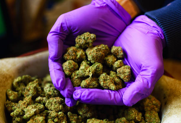 istock Hands with Purple Latex Gloves Holding Marijuana Buds 1129030926