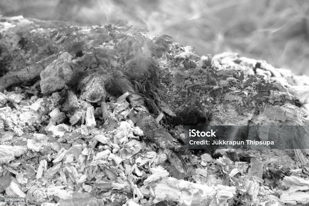 Extinct Fire Close Up Of The Fire Is Gone Left Ashes And Stumps Burn Coals In An ...
