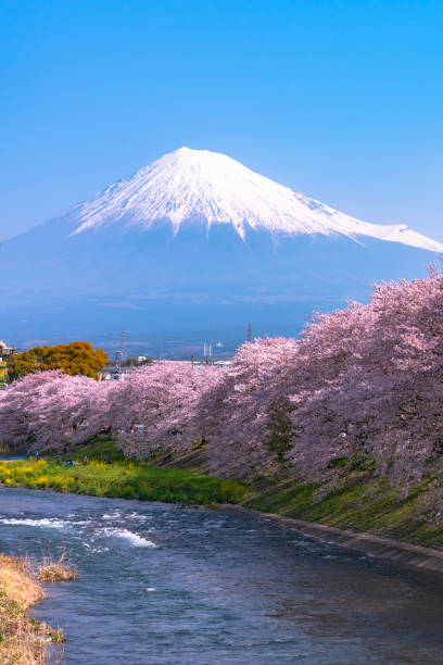 Mount Fuji ( Mt. Fuji ) Mount Fuji ( Mt. Fuji ) with full bloom beautiful pink cherry blossoms flowers ( sakura ) in springtime sunny day with blue sky natural background tokyo sakura stock pictures, royalty-free photos & images