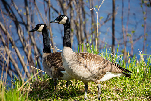 Pair of canada geese (branta canadensis) in springtime
