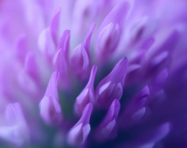 istock A close up view of a clover flower 1129032654