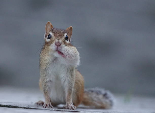istock A cute chipmunk with a peanut in his cheek 1129032659