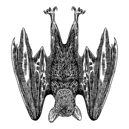 Bat Drawing Upside Down Gothic Illustration Of Monsters For The Halloween  Witchcraft Magic Occult Attributes Decorative Elements Drawing Of Night  Creatures Flying Aggressive Vampire Vector Stock Illustration - Download  Image Now - iStock