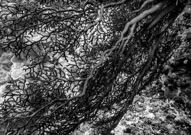 istock Branches in Black Fan Coral Close Up 1129037701