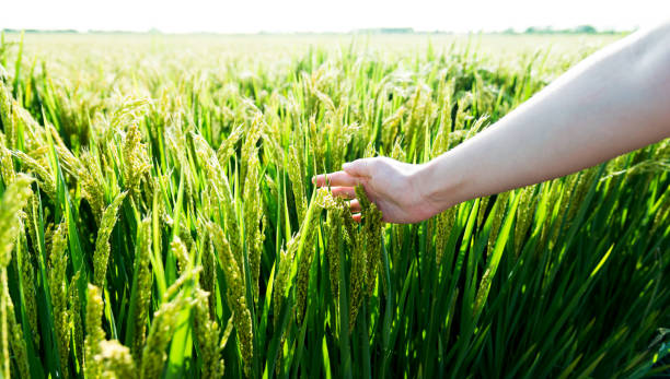 istock Woman hand touching rice crop 1129037858
