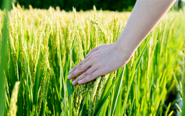 istock Woman hand touching rice crop 1129037877