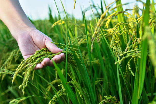 istock Woman hand holding rice crop 1129037896