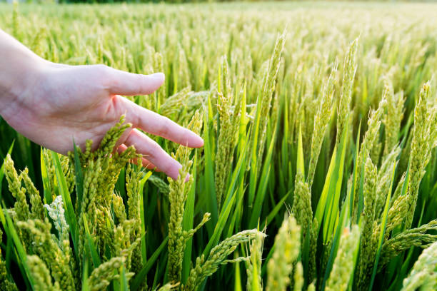 istock Woman hand touching rice crop 1129037900