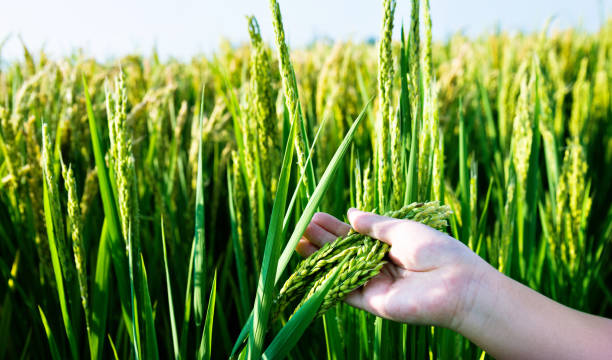 istock Woman hand holding rice crop 1129037934