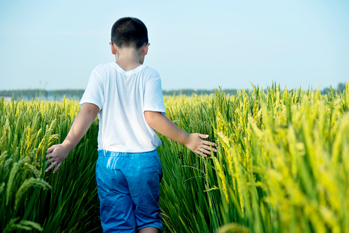 Little boy walking in a rice field