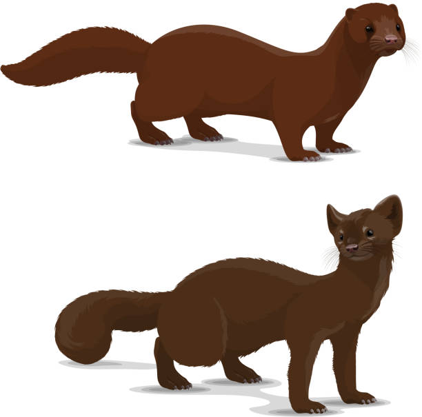 Sable and mink cartoon vector animal Mink and sable dark-colored carnivorous mammal icon. Wildlife vector animal with rich glossy brown coat that looks silky. European and american mink and sable, isolated hunting vector animal sable stock illustrations