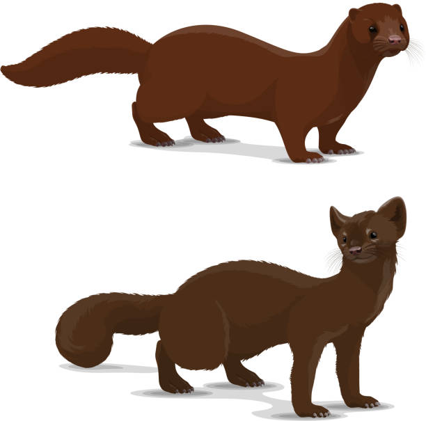 Sable and mink cartoon vector animal Mink and sable dark-colored carnivorous mammal icon. Wildlife vector animal with rich glossy brown coat that looks silky. European and american mink and sable, isolated hunting vector animal mink fur stock illustrations