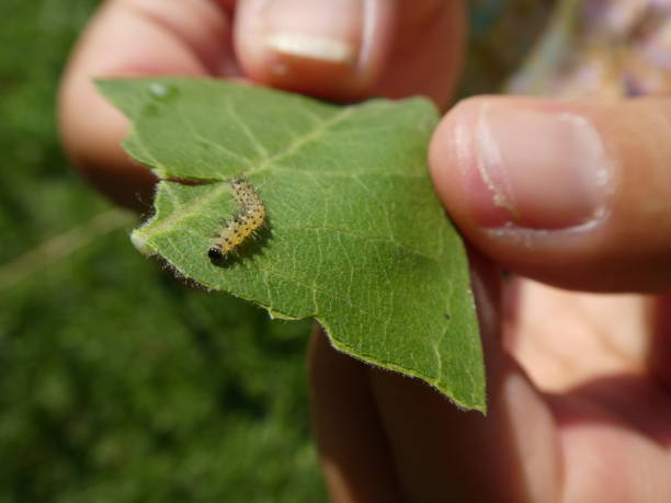 istock Monarch butterfly caterpillar on milkweed plant leaf it was eating 1129040889