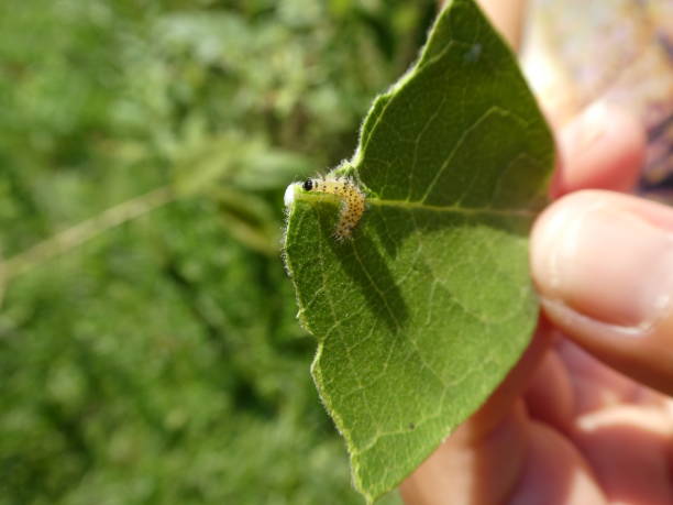 istock Monarch butterfly caterpillar inching along on milkweed plant leaf 1129040892
