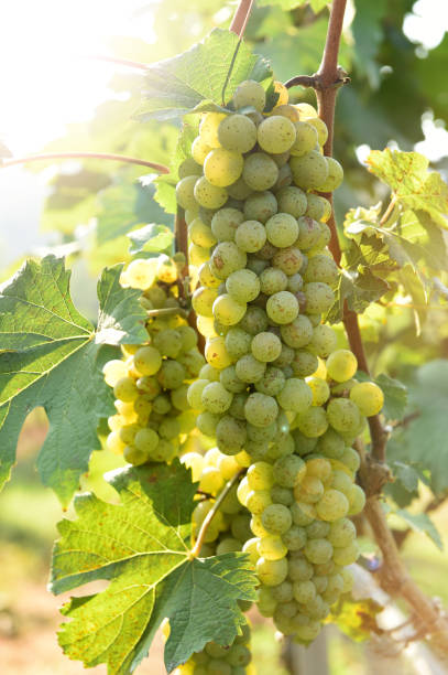 istock Vine and bunch of white grapes 1129040930