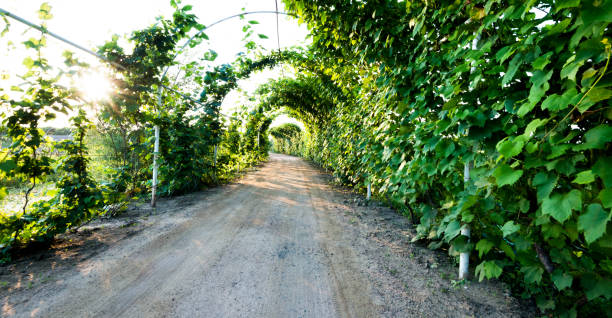 istock Green leaves climb on pergola 1129041119
