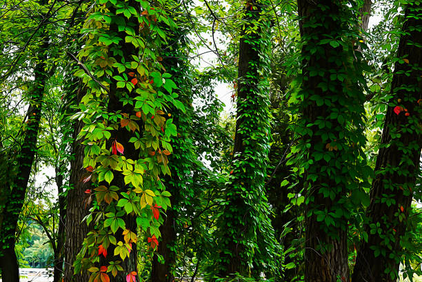 Green and red ivy leaves climbing on the trunks of trees. Hedera helix or common ivy. Oil paint effect Common ivy on wood trunks. Painted in oil. USA, state of Michigan ivy tree bark wood stock pictures, royalty-free photos & images