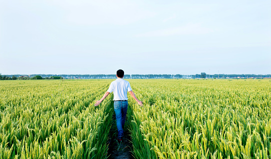 Hombre caminando en un campo de arroz photo