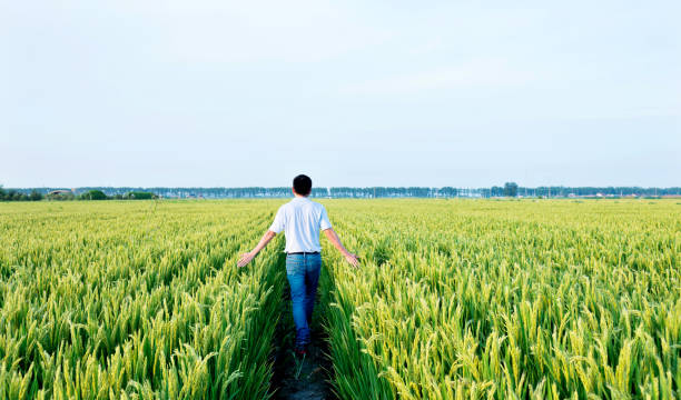 hombre caminando en un campo de arroz - rice rice paddy farm agriculture fotografías e imágenes de stock