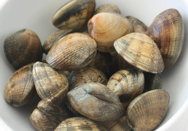 istock Clams in preparation for cooking 1129045162