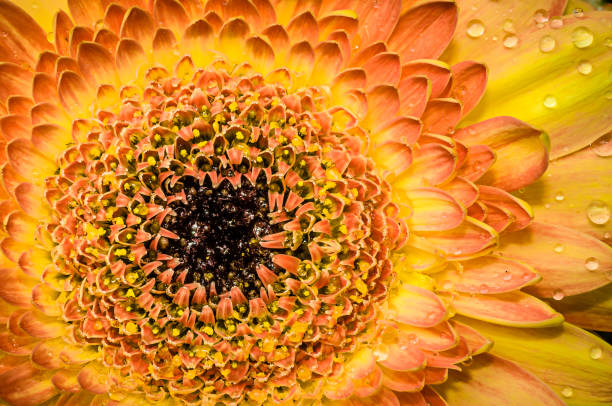 istock Bouquet of flowers, nature background. 1129045428