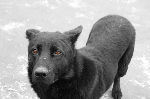 Selective color shot of a black  stray dog with dirty uncombed hair