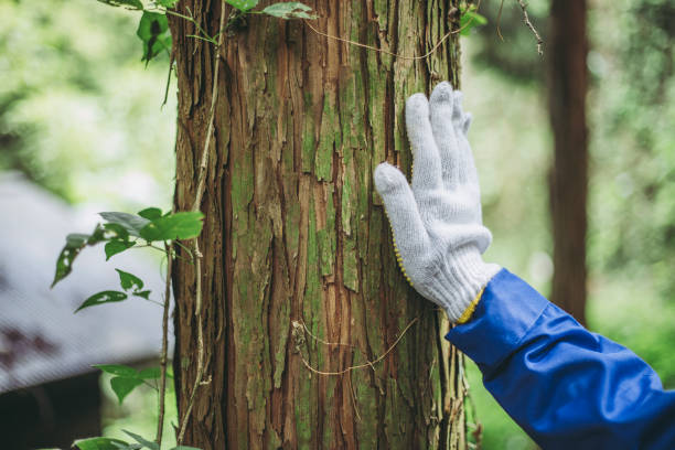 istock Asian women working with forestry 1129048334