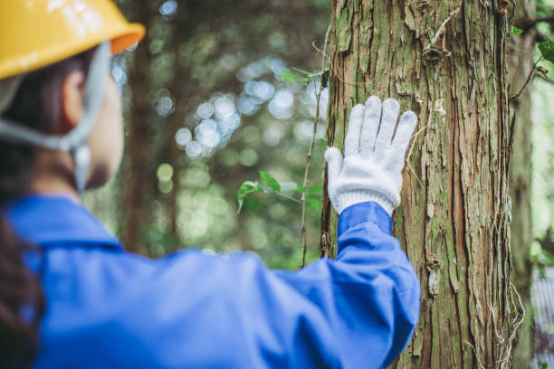 istock Asian women working with forestry 1129048339