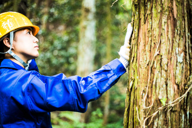 istock Asian women working with forestry 1129048342
