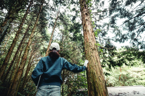 donne asiatiche che lavorano con la silvicoltura - forest industry foto e immagini stock