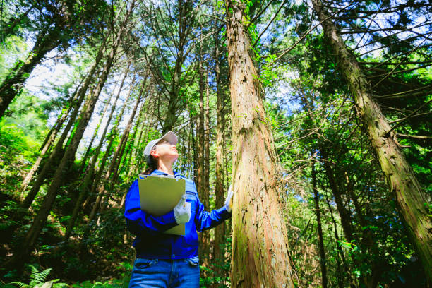 donne asiatiche che lavorano con la silvicoltura - forest industry foto e immagini stock