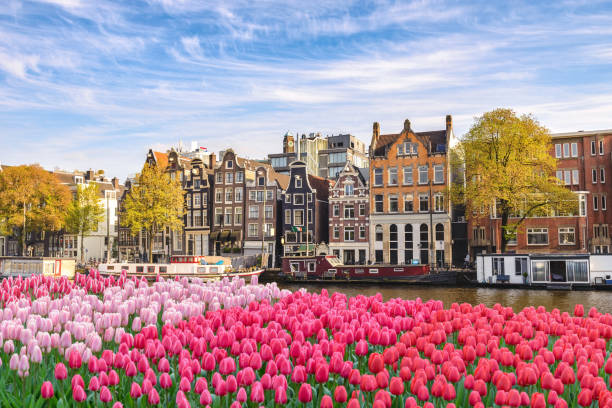 Amsterdam Netherlands, city skyline Dutch house at canal waterfront with spring tulip flower stock photo
