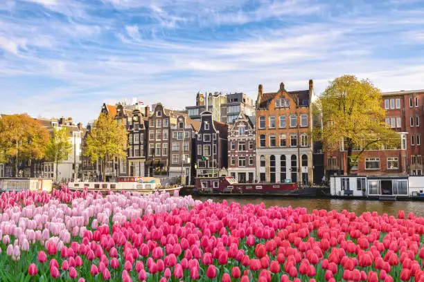 Amsterdam Netherlands, city skyline Dutch house at canal waterfront with spring tulip flower