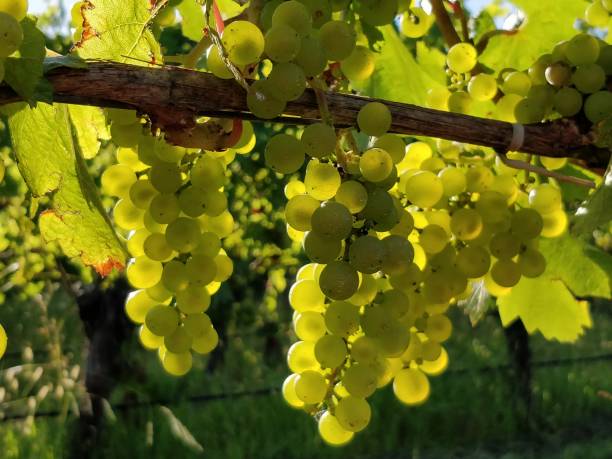 istock Closeup of Chardonnay grapes 1129049341
