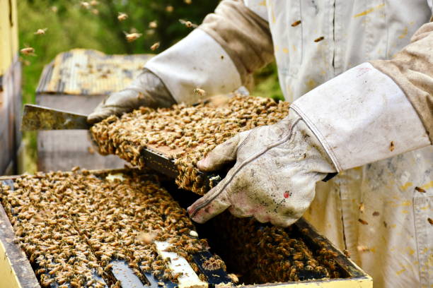 ミツバチの巣箱から蜂蜜フレームと養蜂家のクローズ アップ - beehive rural scene bee outdoors ストックフォトと画像