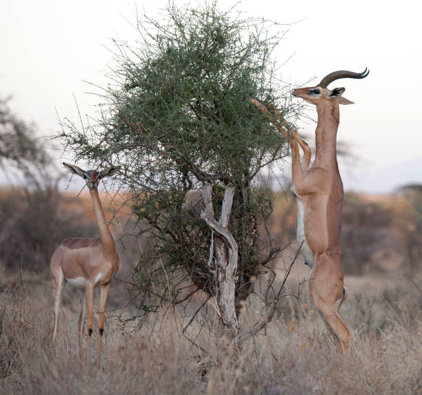 istock Generuk antelope feeding on the high branches 1129050179
