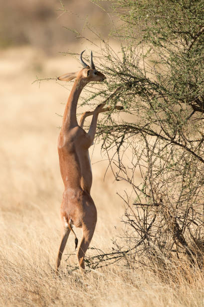 istock Generuk antelope feeding on the high branches 1129050332